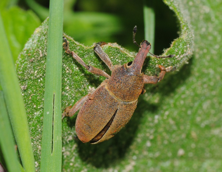 Identificazione - Lixomorphus algirus (Curculionidae)